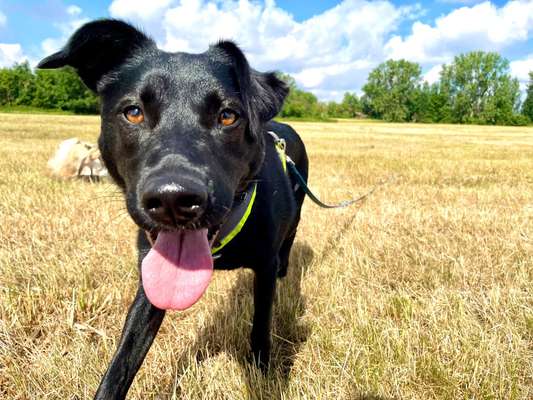 Vom Welpen zum Hund-Beitrag-Bild