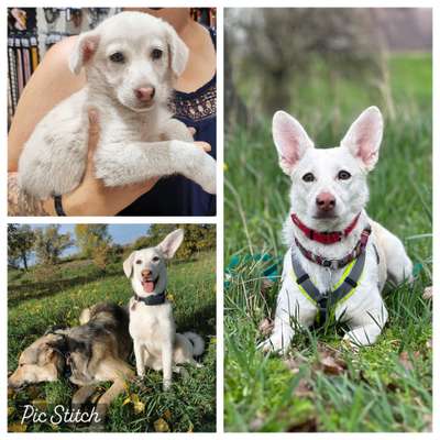 Vom Welpen zum Hund-Beitrag-Bild