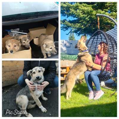 Vom Welpen zum Hund-Beitrag-Bild