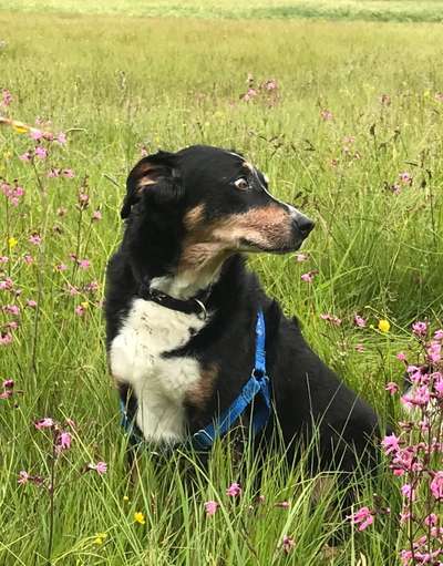 Zeige den lustigsten Blick deines Hundes-Beitrag-Bild