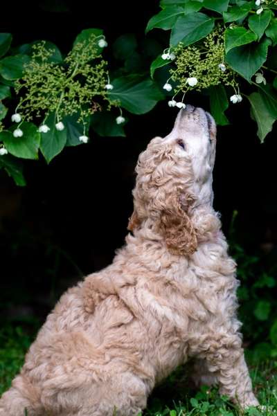 Vom Welpen zum Hund-Beitrag-Bild