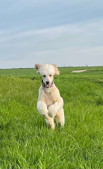 39. Collagen Challenge - Dein Hund auf einer Wiese-Beitrag-Bild