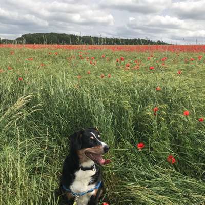 11. Farben Foto Challenge Rot-Beitrag-Bild