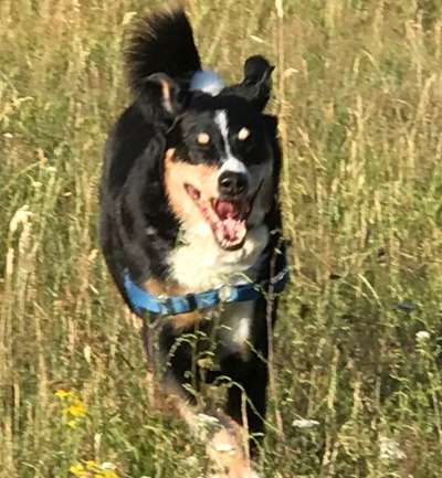 Zeige den lustigsten Blick deines Hundes-Beitrag-Bild