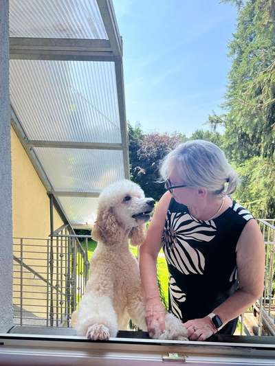 Bürohunde-Beitrag-Bild