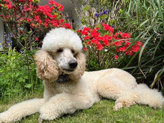 11. Farben Foto Challenge Rot-Beitrag-Bild