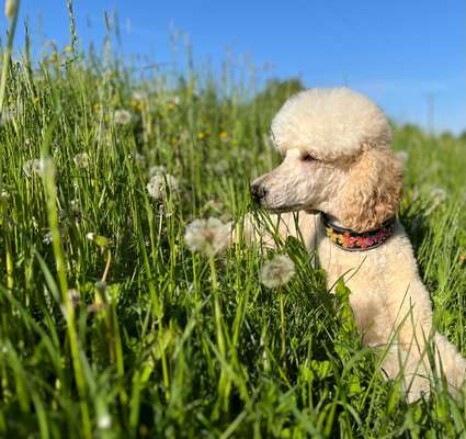 39. Collagen Challenge - Dein Hund auf einer Wiese-Beitrag-Bild