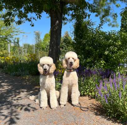 Vom Welpen zum Hund-Beitrag-Bild