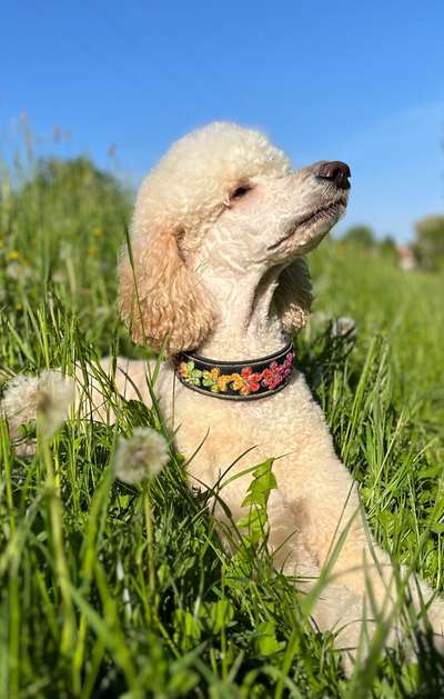 Vom Welpen zum Hund-Beitrag-Bild