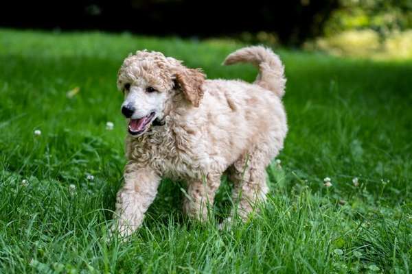 39. Collagen Challenge - Dein Hund auf einer Wiese-Beitrag-Bild