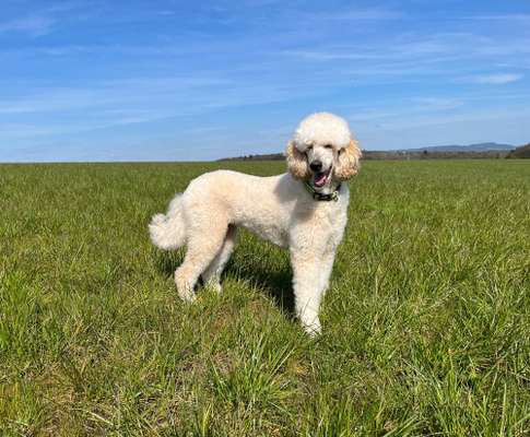 39. Collagen Challenge - Dein Hund auf einer Wiese-Beitrag-Bild