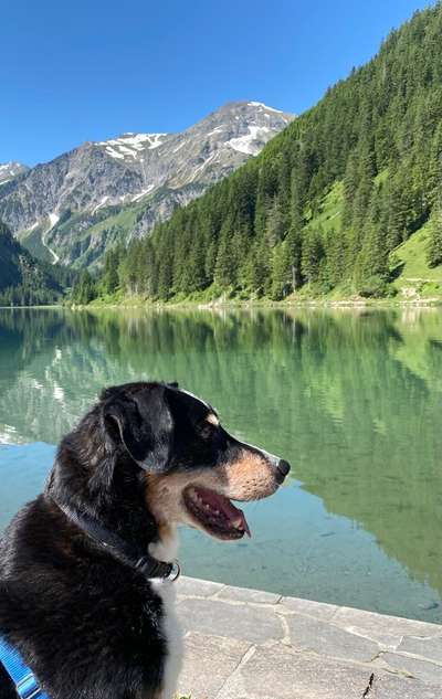 Unsere Fellnasen im Regenbogenland-Beitrag-Bild
