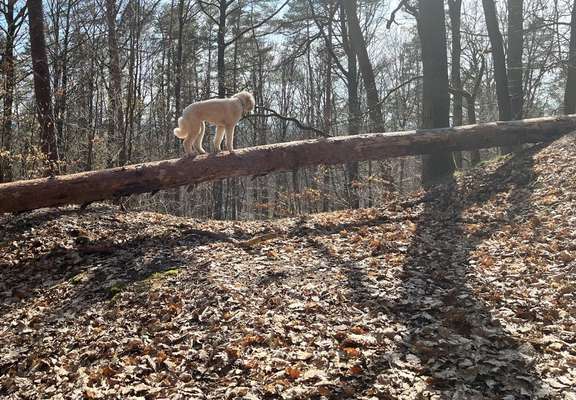 12. Farben Foto Challenge --- Braun-Beitrag-Bild