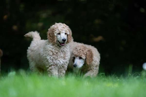 Vom Welpen zum Hund-Beitrag-Bild