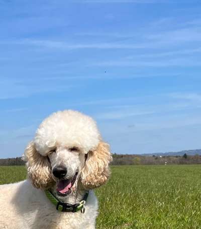 Handy Fotochallenge Nr. 52: Dein Hund mit blauem Himmel-Beitrag-Bild