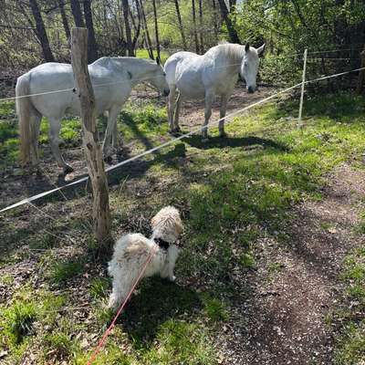 Hundetreffen-Pudeltreffen in der Umgebung-Bild