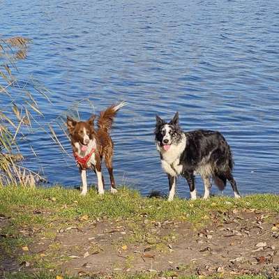 Hundetreffen-Gassirund Soziale Kontakte-Bild