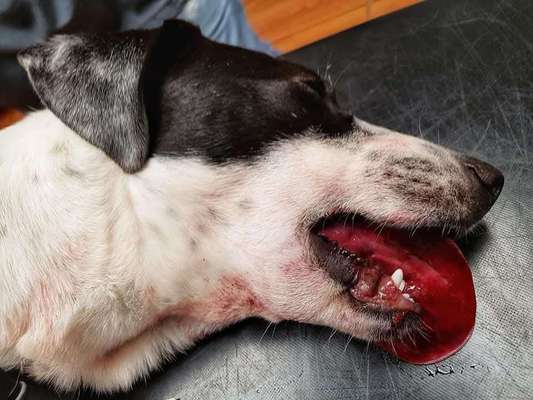 „Werwolfsyndrom“ bei Hunden – Was ist mit unseren Kauknochen los? 🐺🦴-Beitrag-Bild