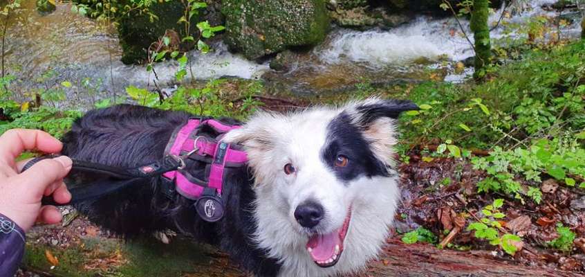 Dogorama Photo Challenge - Wasserfall-Beitrag-Bild