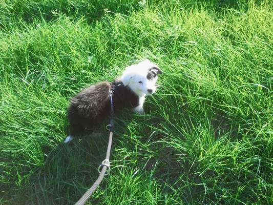 Fotochallenge No. 26                                     Wald und Wiese-Beitrag-Bild