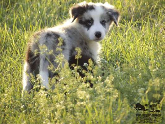 Welpen Bilder !-Beitrag-Bild