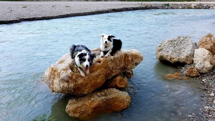 Hundeauslaufgebiet-Fischwander Treppe Ering-Bild