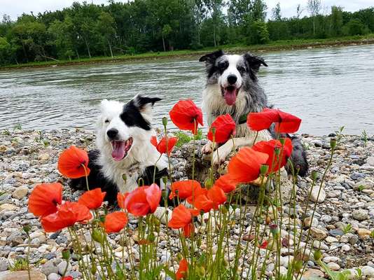 Challenge 23 : "  Euer Hund beim Frühlingserwachen "-Beitrag-Bild