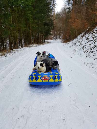 Foto Challenge Nr.: 114
Hunde im Schnee-Beitrag-Bild