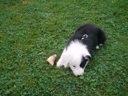 Welpen Bilder !-Beitrag-Bild