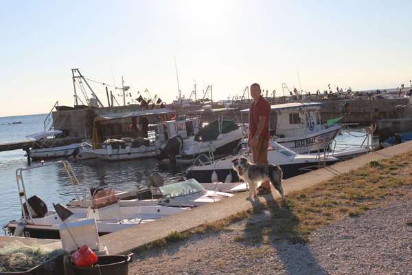 Dogorama Photo Challenge - Tierischer Urlaub-Beitrag-Bild