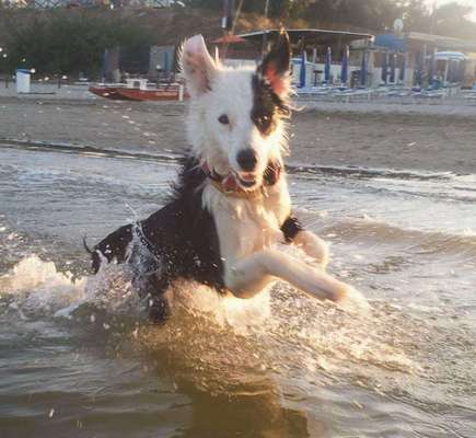 Dogorama Photo Challenge - Tierischer Urlaub-Beitrag-Bild