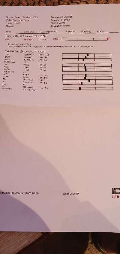 Hündin mit erhöhten Entzündungswerten CRP-Beitrag-Bild