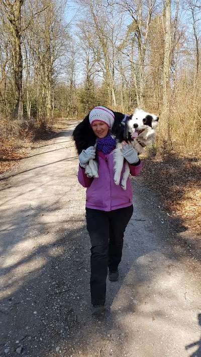 Fotochallenge 32 - Mein Schoßhündchen-Beitrag-Bild