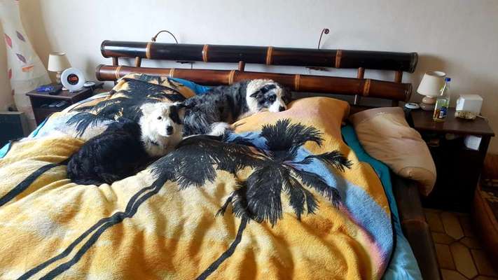 Darf der Hund bei Euch im Bett schlafen?-Beitrag-Bild