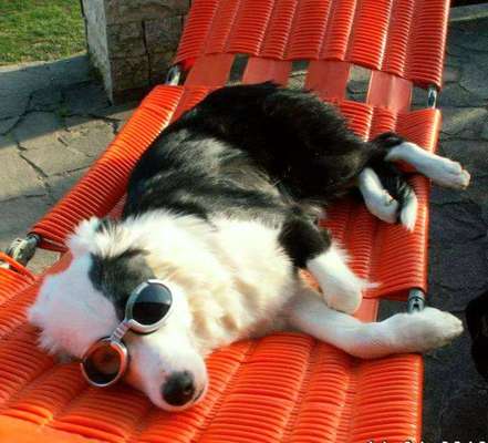 36. Handy Foto Challenge - Sonnenanbeter-Beitrag-Bild