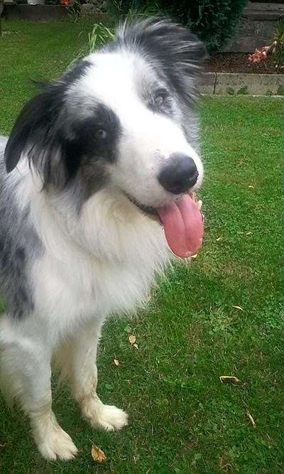 Fotochallenge Nr. 59 - Mein Hund zeigt die Zunge-Beitrag-Bild