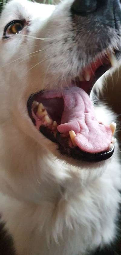 Hündin mit erhöhten Entzündungswerten CRP-Beitrag-Bild