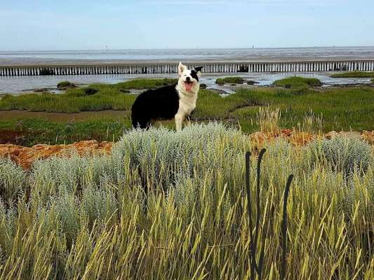 Eure Strandbilder :)-Beitrag-Bild