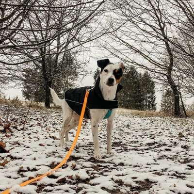 Hundetreffen-Spazieren gehen am Decksteiner Weiher-Bild