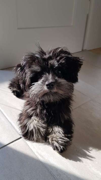 bolonka zwetna 😁-Beitrag-Bild