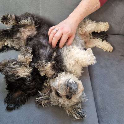 Bauchi kraulen?-Beitrag-Bild