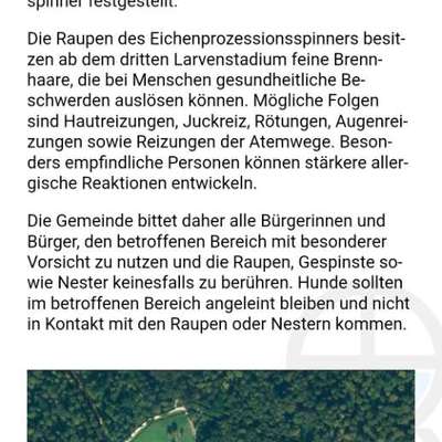 Giftköder-Eichenprozessionsspinner-Bild