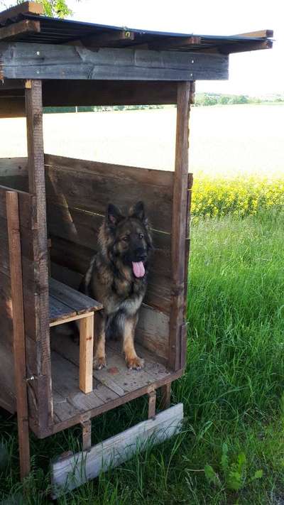 Die Dogorama Monats Challenge "Es grünt und blüht"-Beitrag-Bild