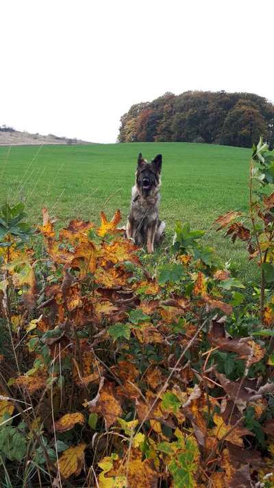 Schäferhund-Beitrag-Bild