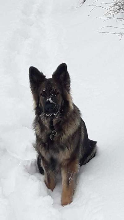 Die Dogorama Kalender Challenge Teil 3/4-Beitrag-Bild