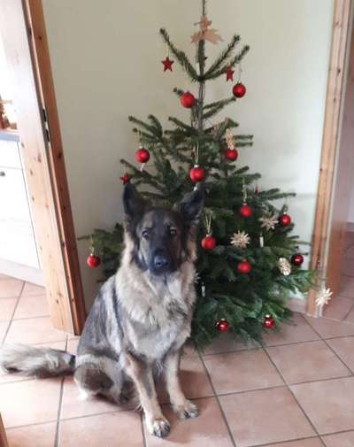 Die Dogorama Kalender Challenge Teil 3/4-Beitrag-Bild