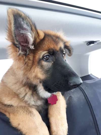 Welpen Bilder !-Beitrag-Bild