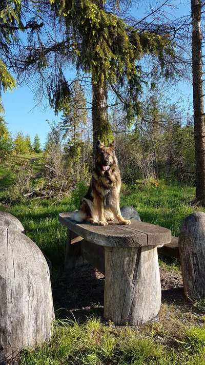 Die Dogorama Kalender Challenge Teil 3/4-Beitrag-Bild