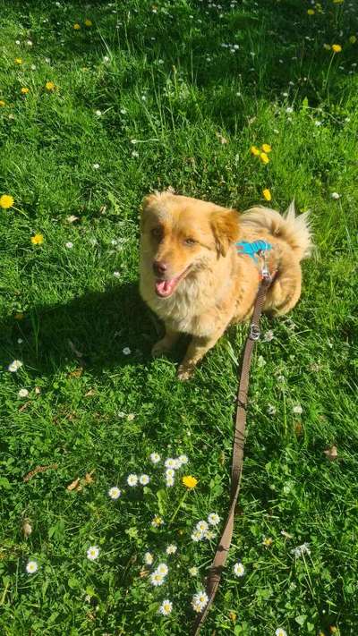 Hundetreffen-Gassirunde / Playdates-Bild
