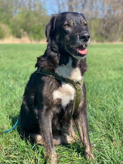 Auslandstierschutz-Beitrag-Bild